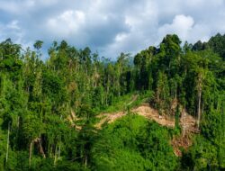 Ilegal Logging Sasar Hutan Sambiki Obi, Gunung Malintang Terancam Gundul